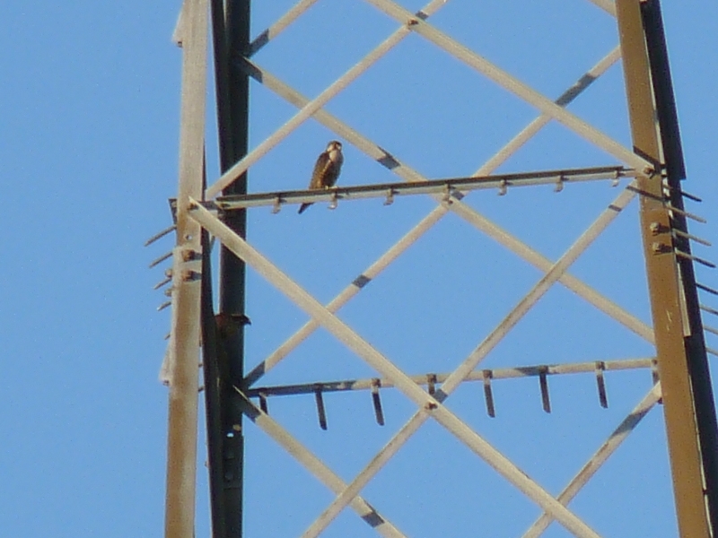 identificazione rapace